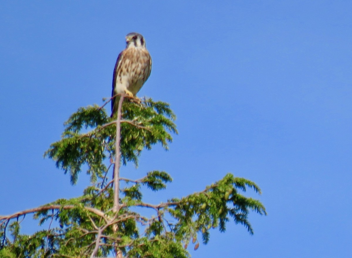 American Kestrel - ML256948091