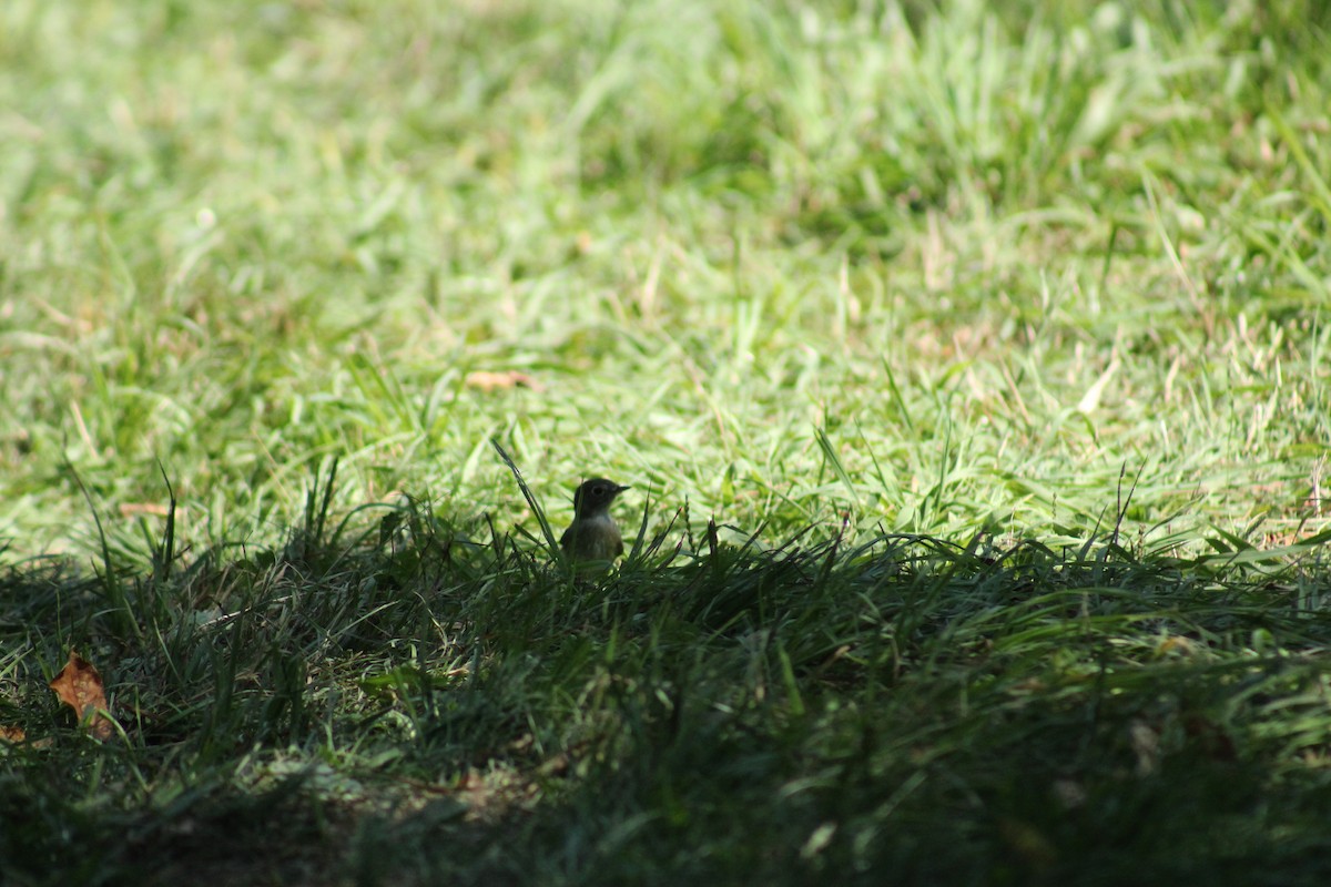 Least Flycatcher - ML256951791