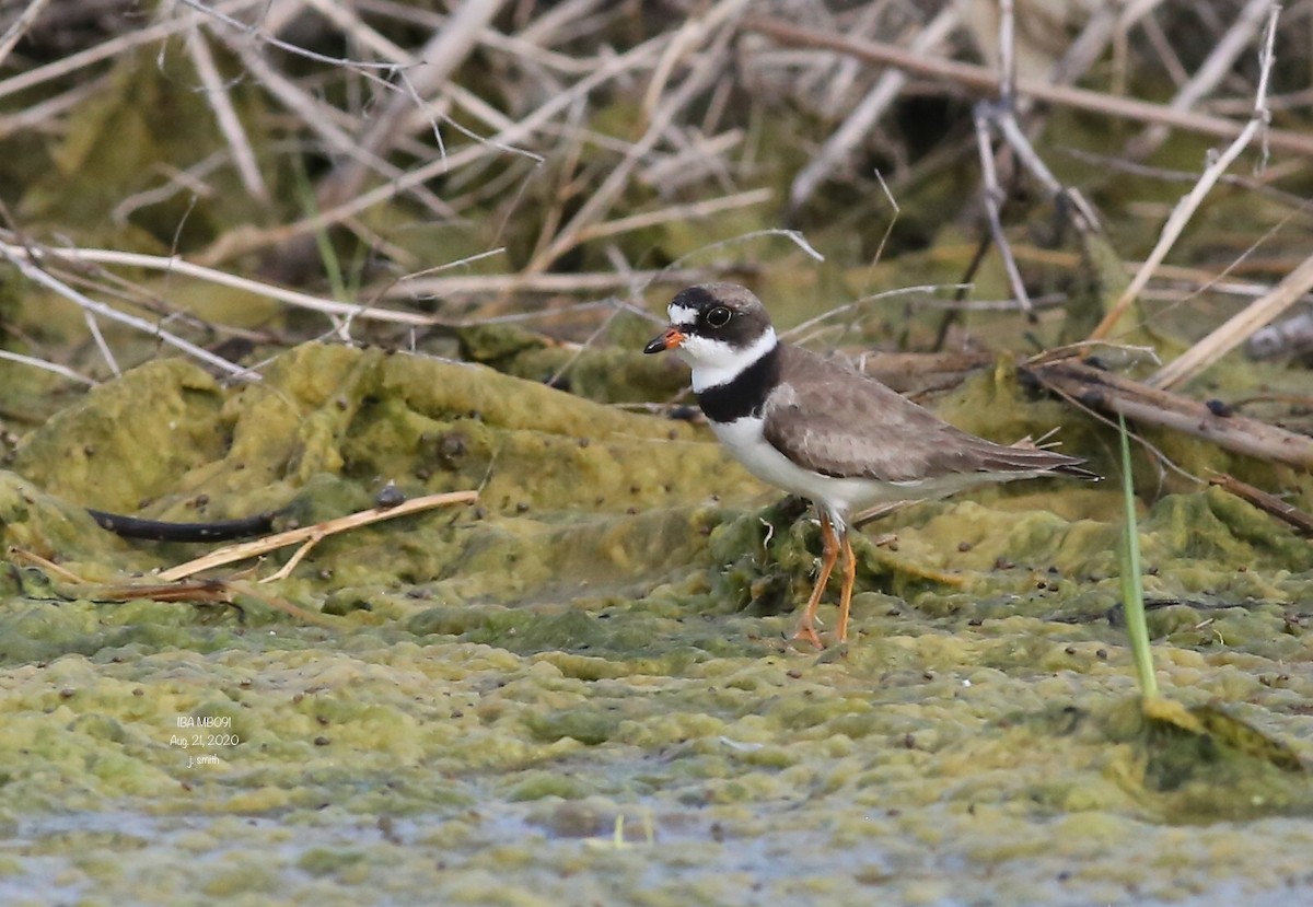 Semipalmated Plover - ML256955011