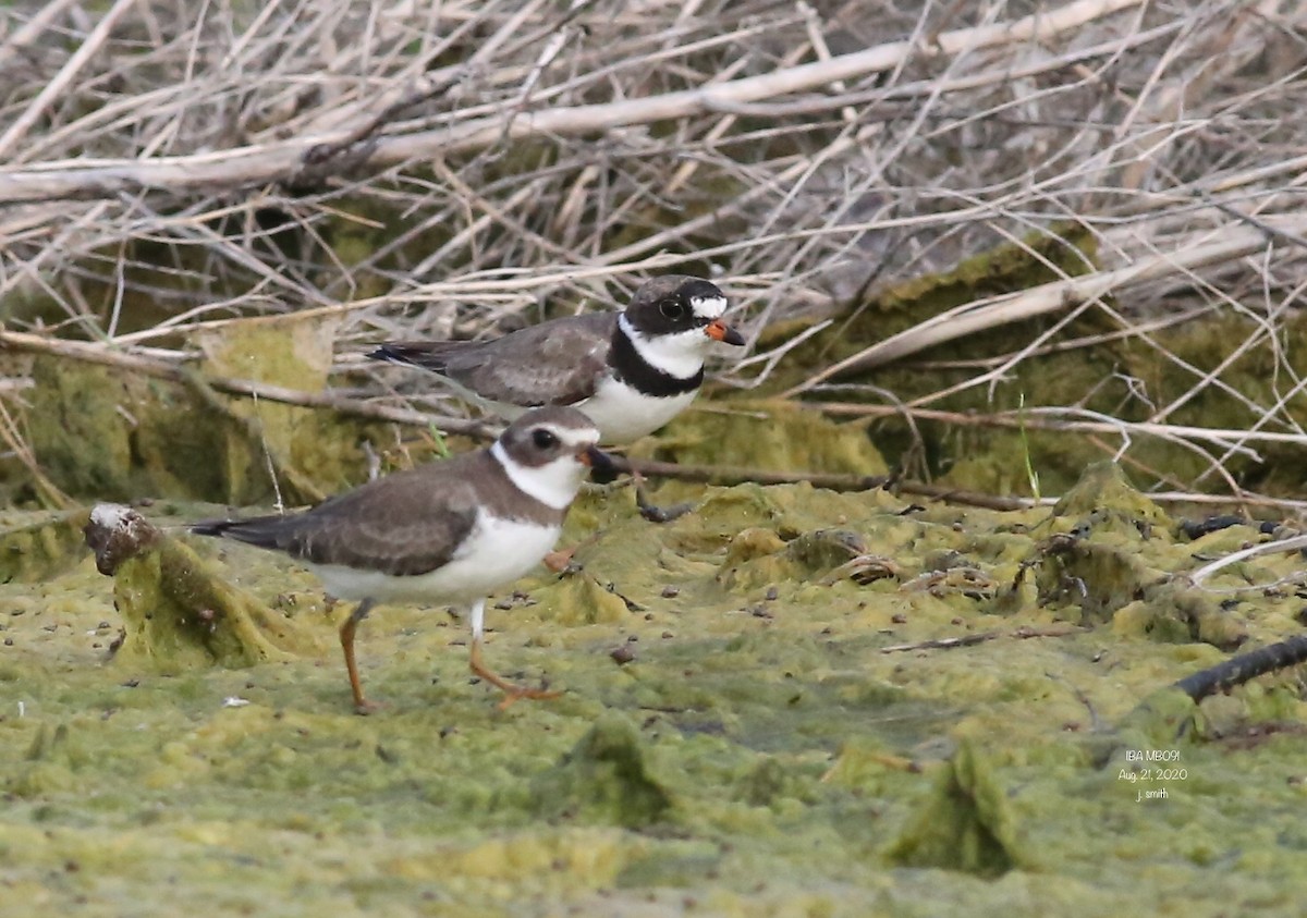 Semipalmated Plover - ML256955031
