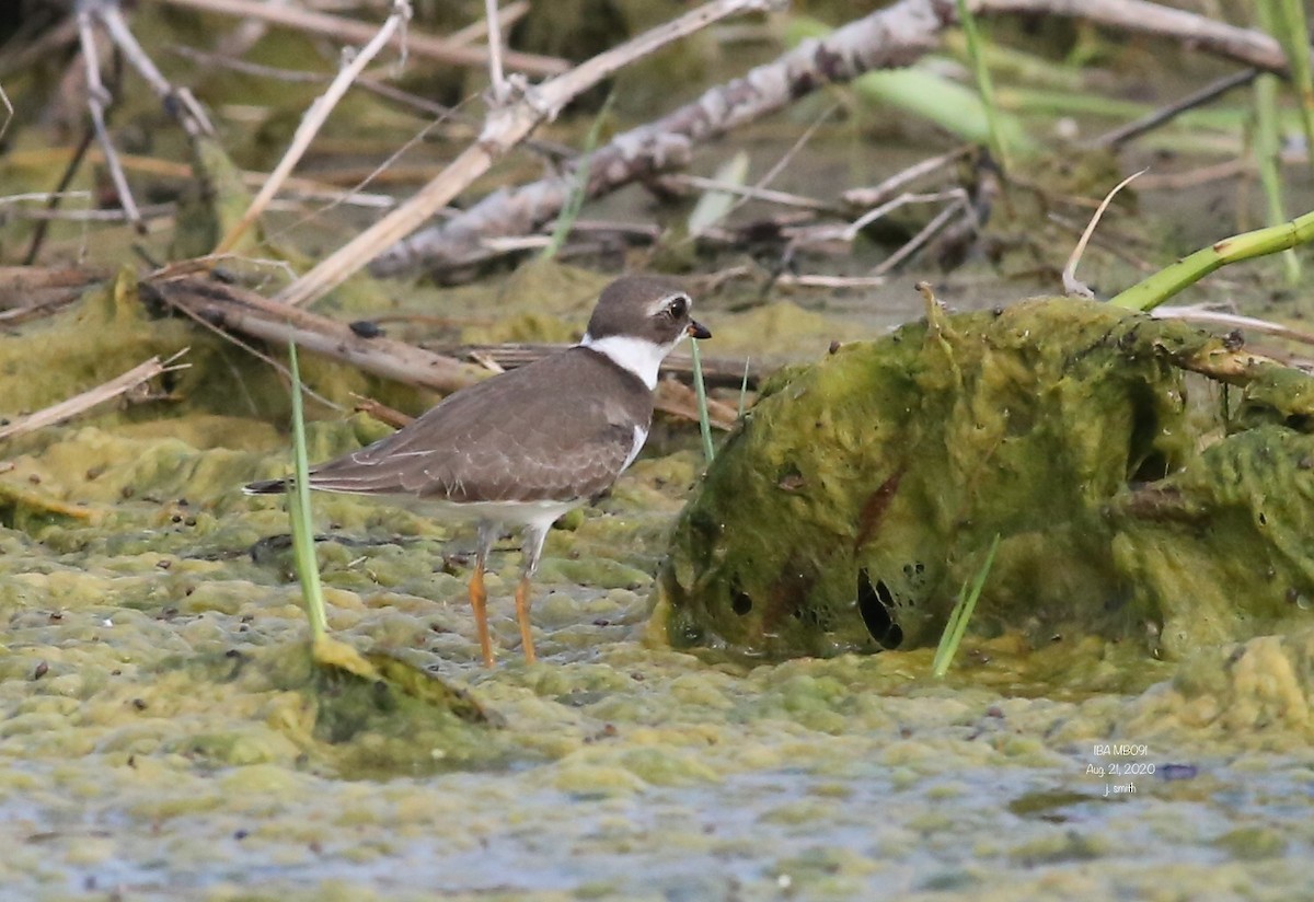 Semipalmated Plover - ML256955041