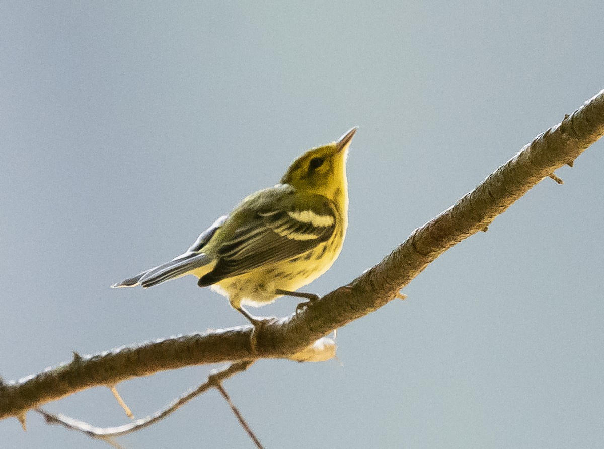 new world warbler sp. - Anonymous