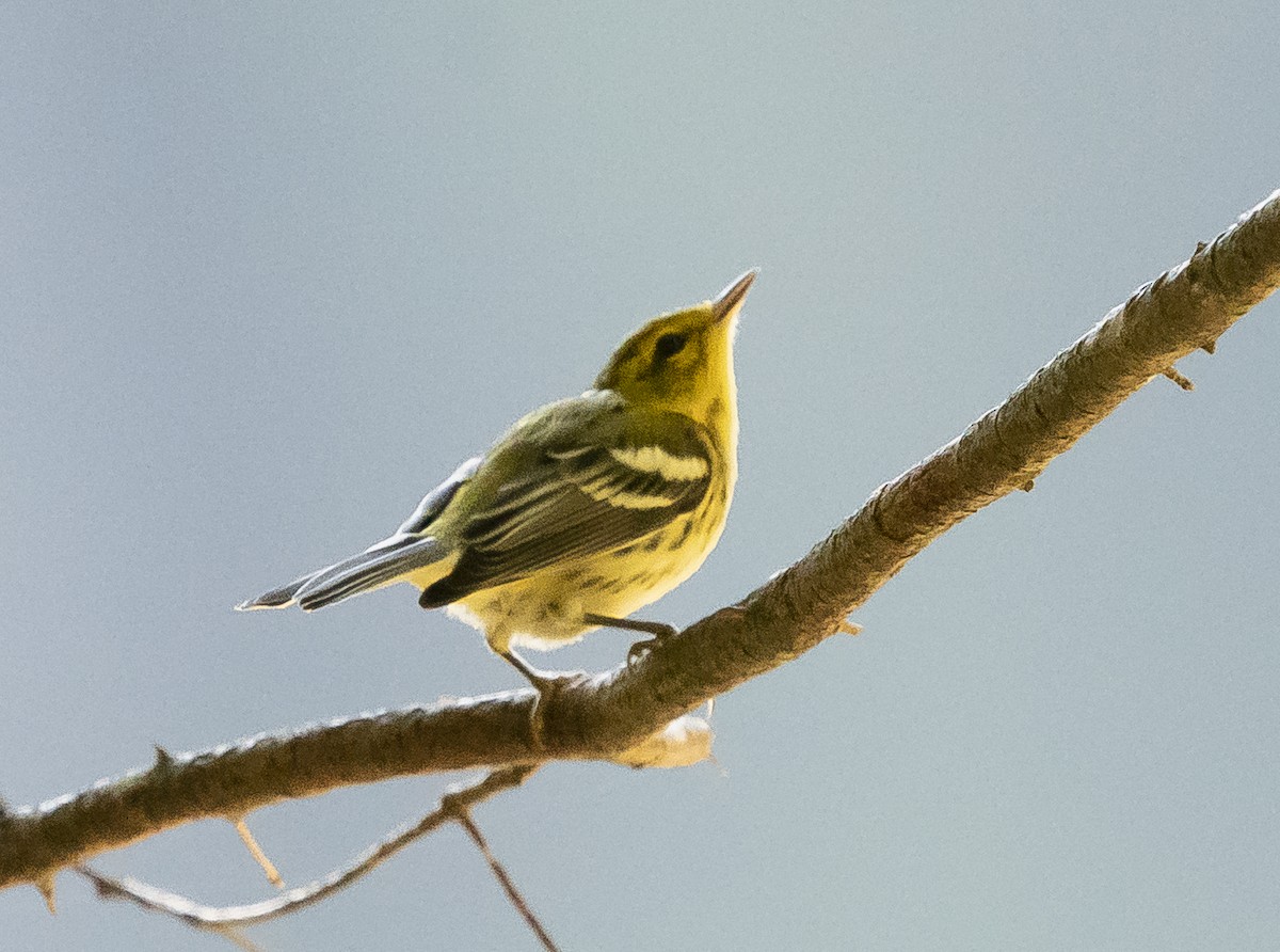 new world warbler sp. - ML256956021