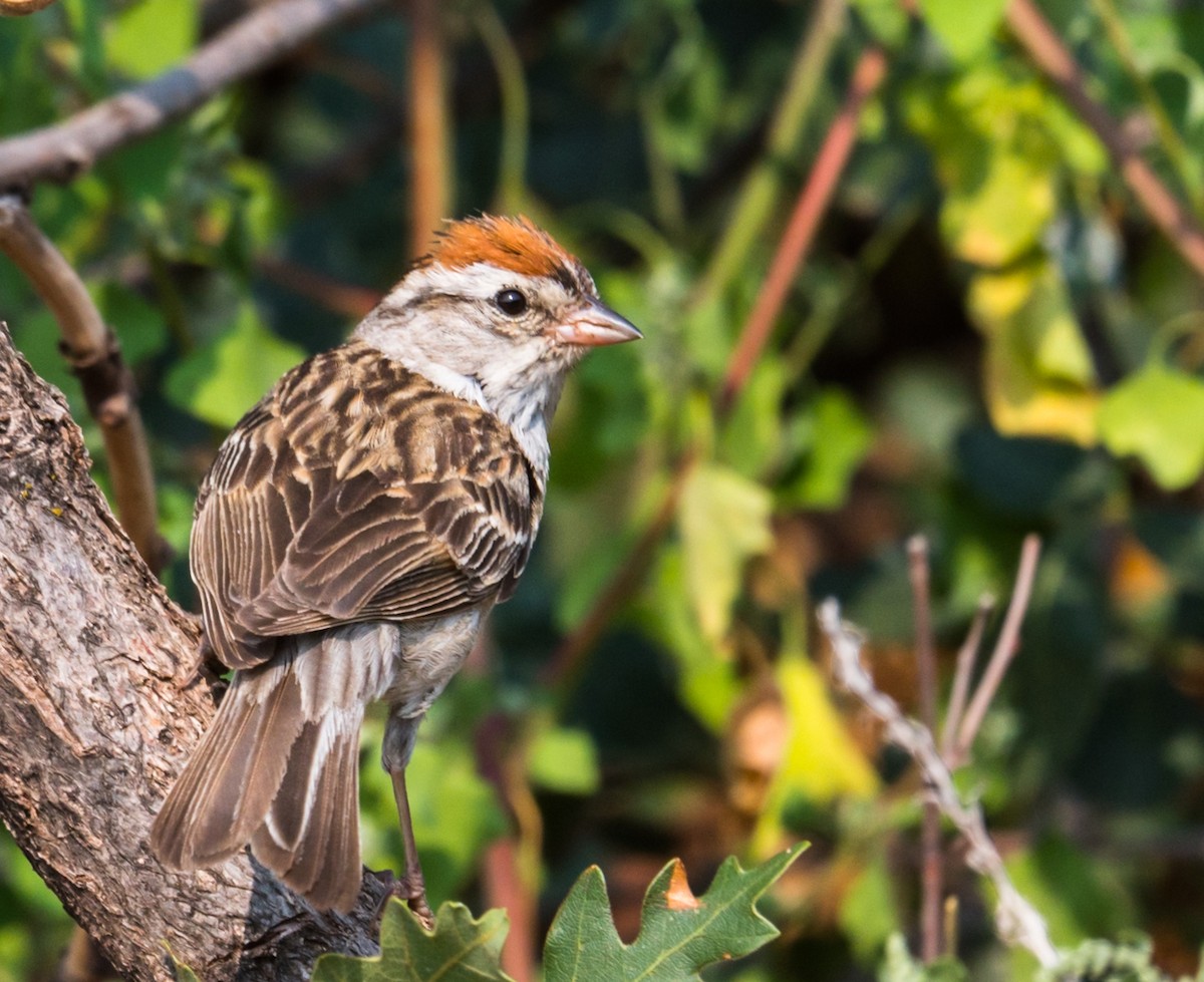 Chipping Sparrow - ML256956481
