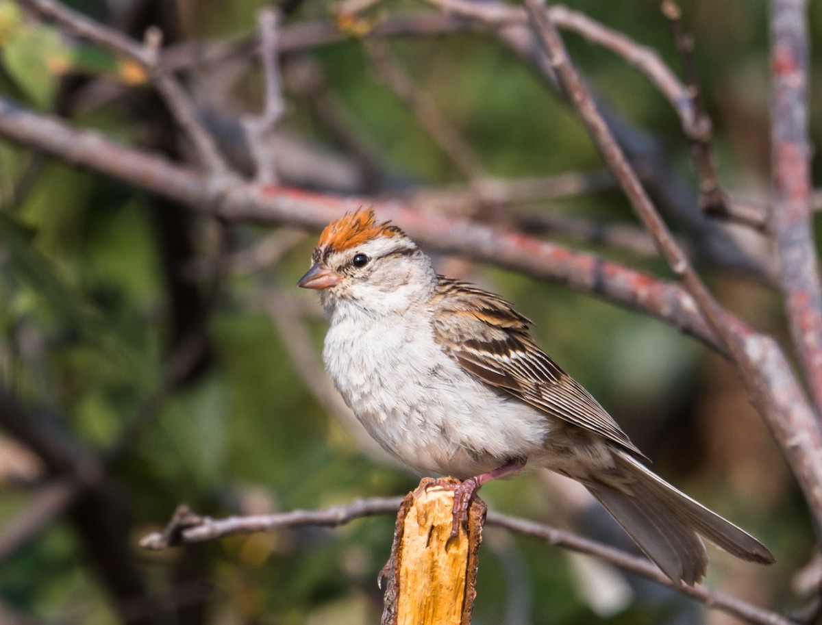 Chipping Sparrow - ML256956491