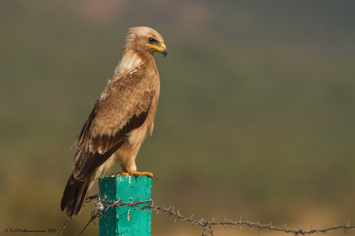 Indian Spotted Eagle - Muthu Narayanan