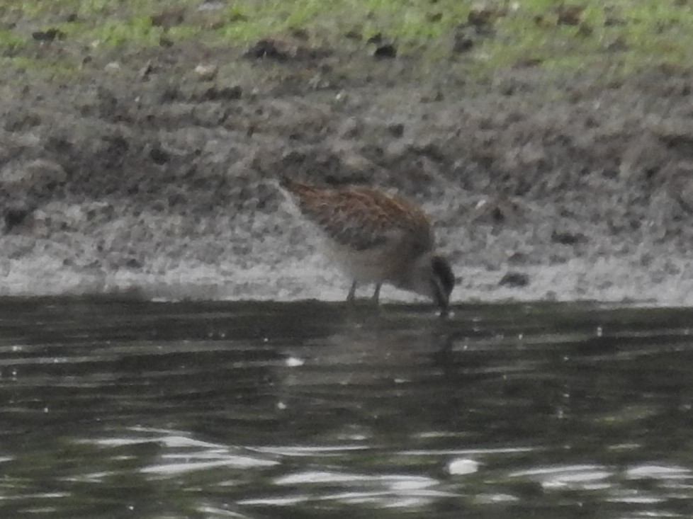 Short-billed Dowitcher - ML256956831