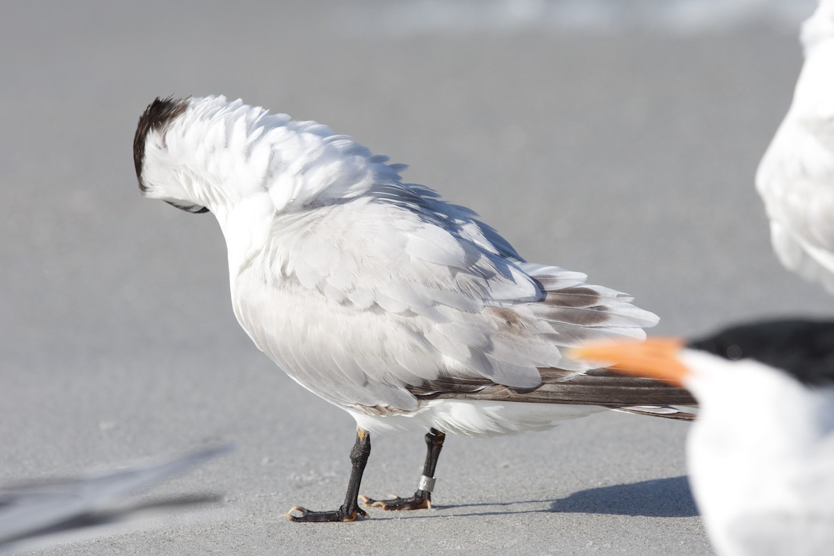 Royal Tern - ML25695811