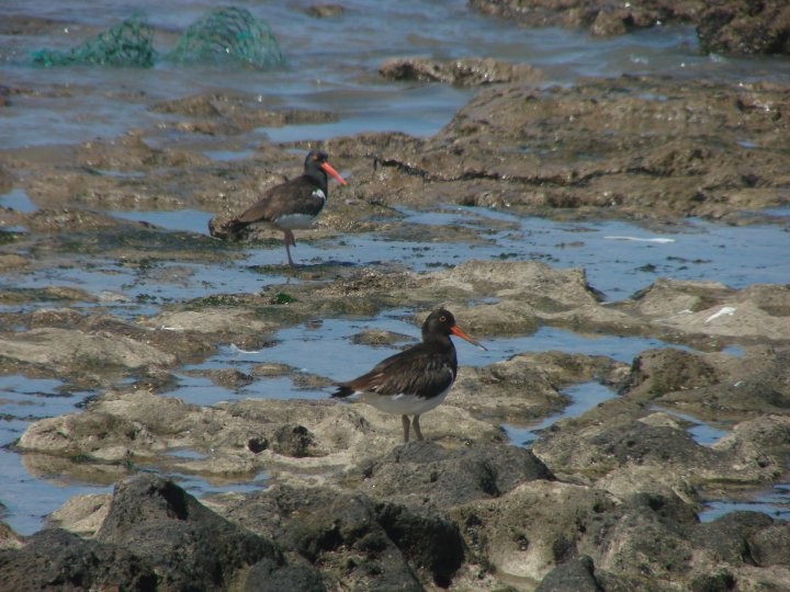 Magellanic Oystercatcher - ML25695891