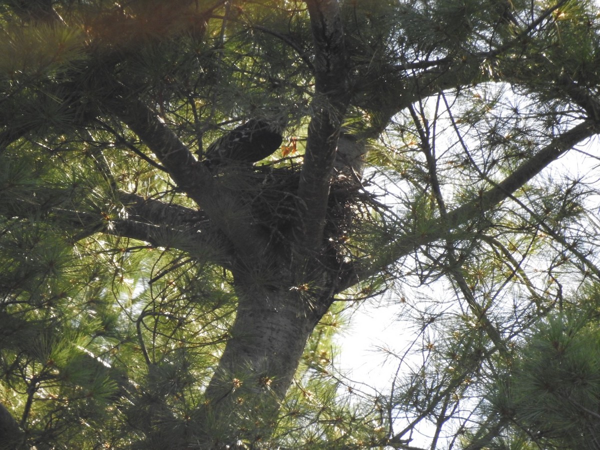 Mississippi Kite - ML256960191