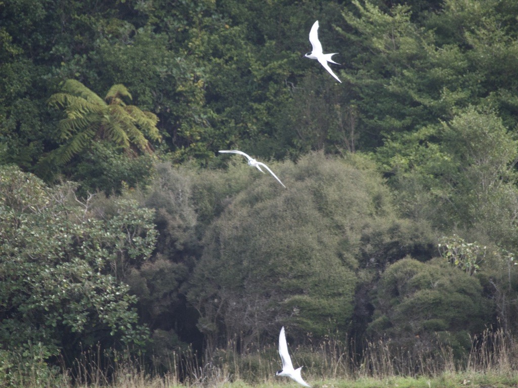 White-fronted Tern - Kathryn Milligan