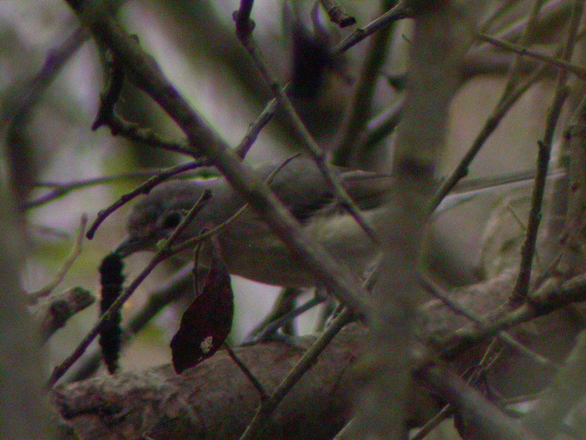 Vireo de Cassin - ML256961571