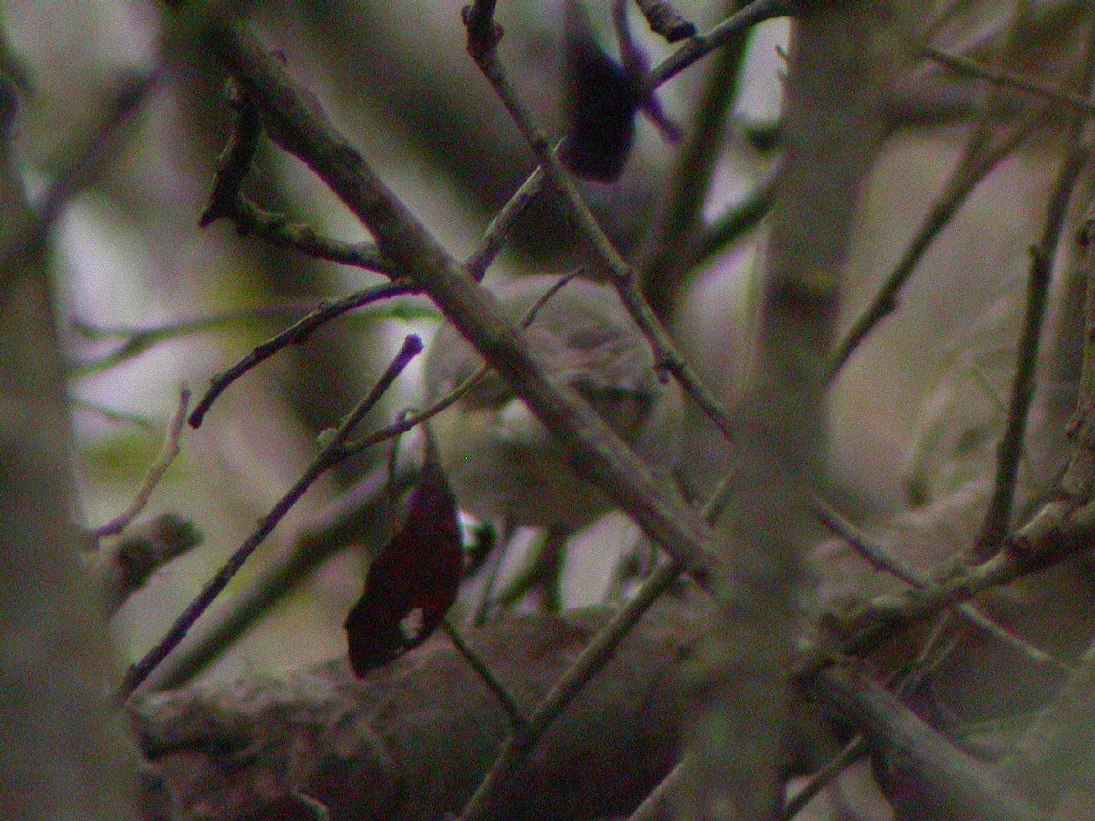 Vireo de Cassin - ML256961581