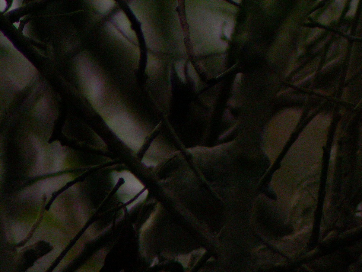Vireo de Cassin - ML256961601