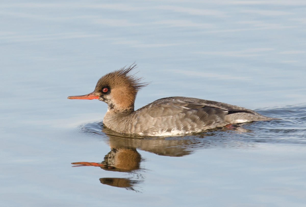 Red-breasted Merganser - ML256962431