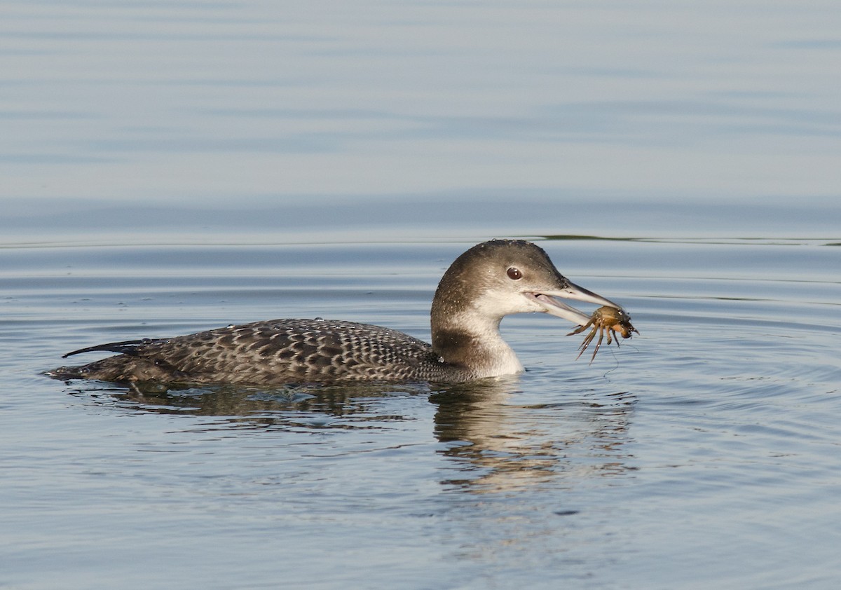 Plongeon huard - ML256962511