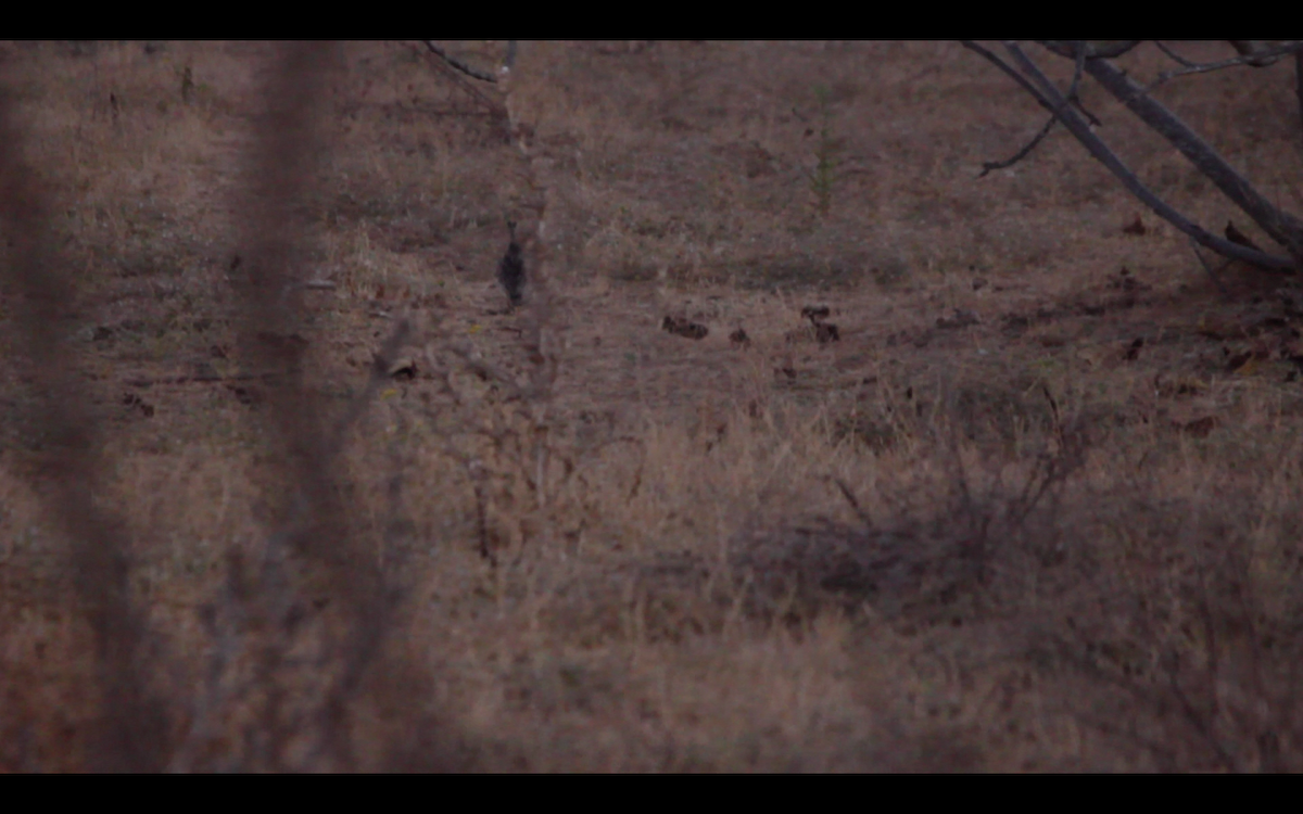 Upland Sandpiper - ML25696291