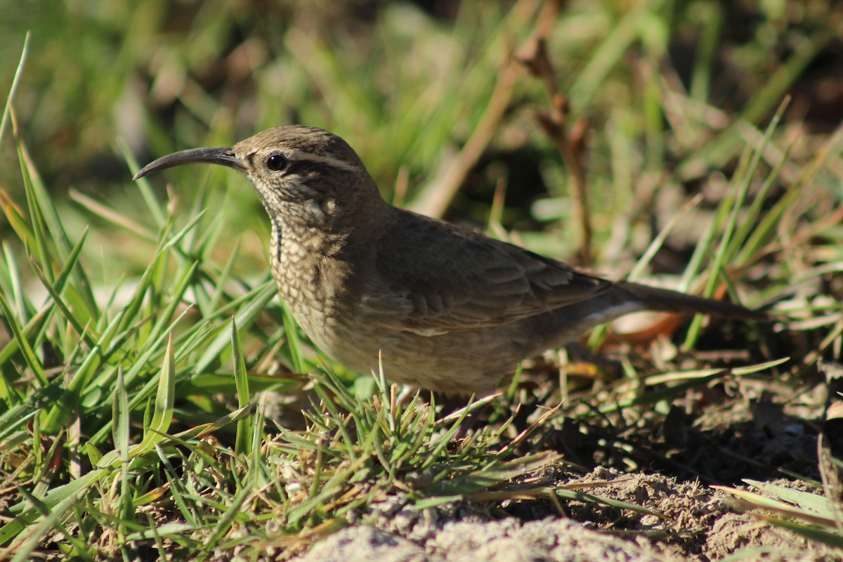 Scale-throated Earthcreeper - ML256963831