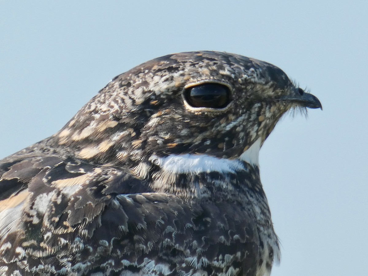 Common Nighthawk - ML256966921