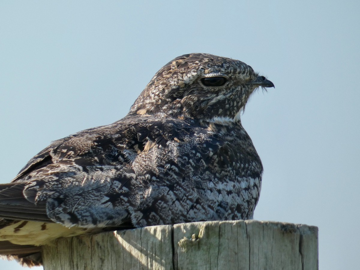 Common Nighthawk - ML256966951