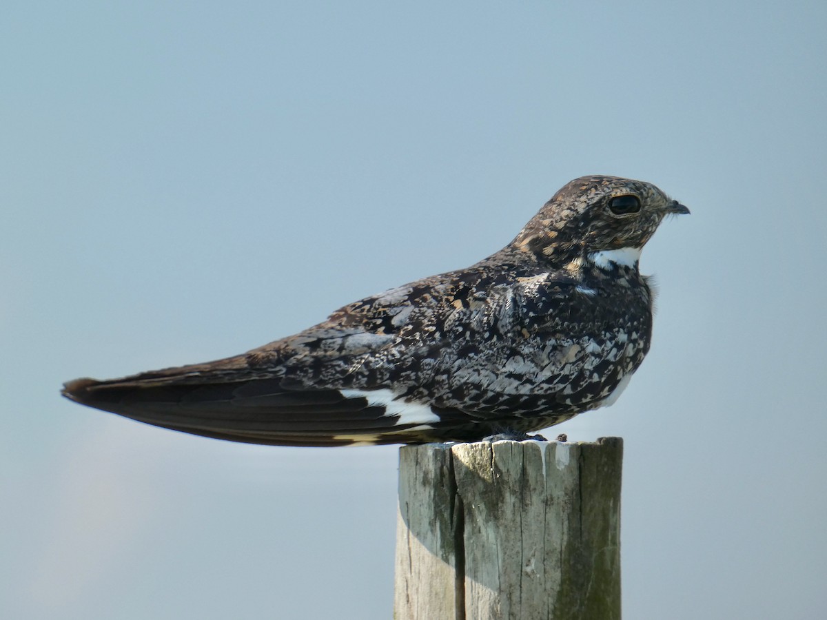 Common Nighthawk - ML256966961