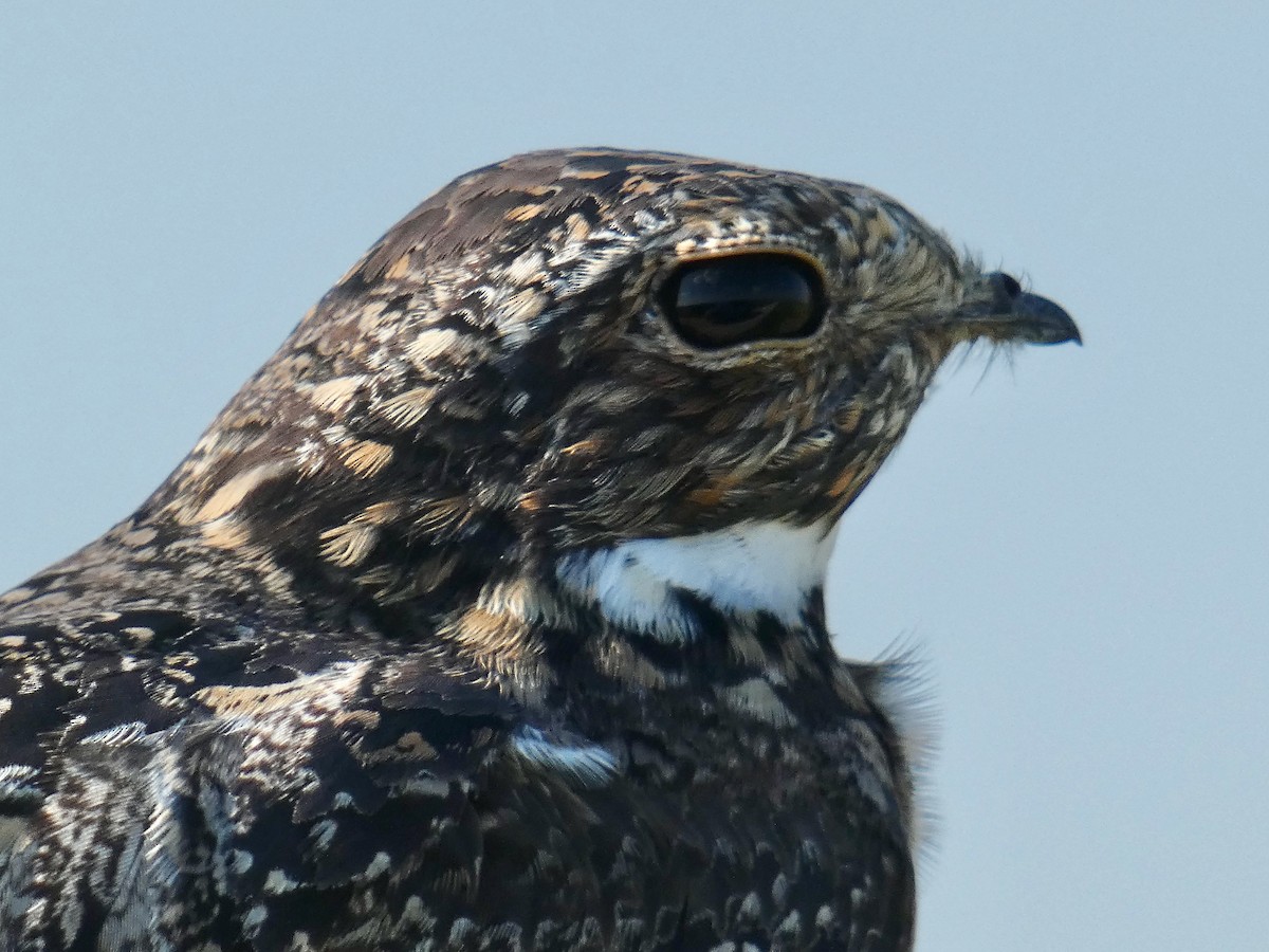 Common Nighthawk - ML256966981