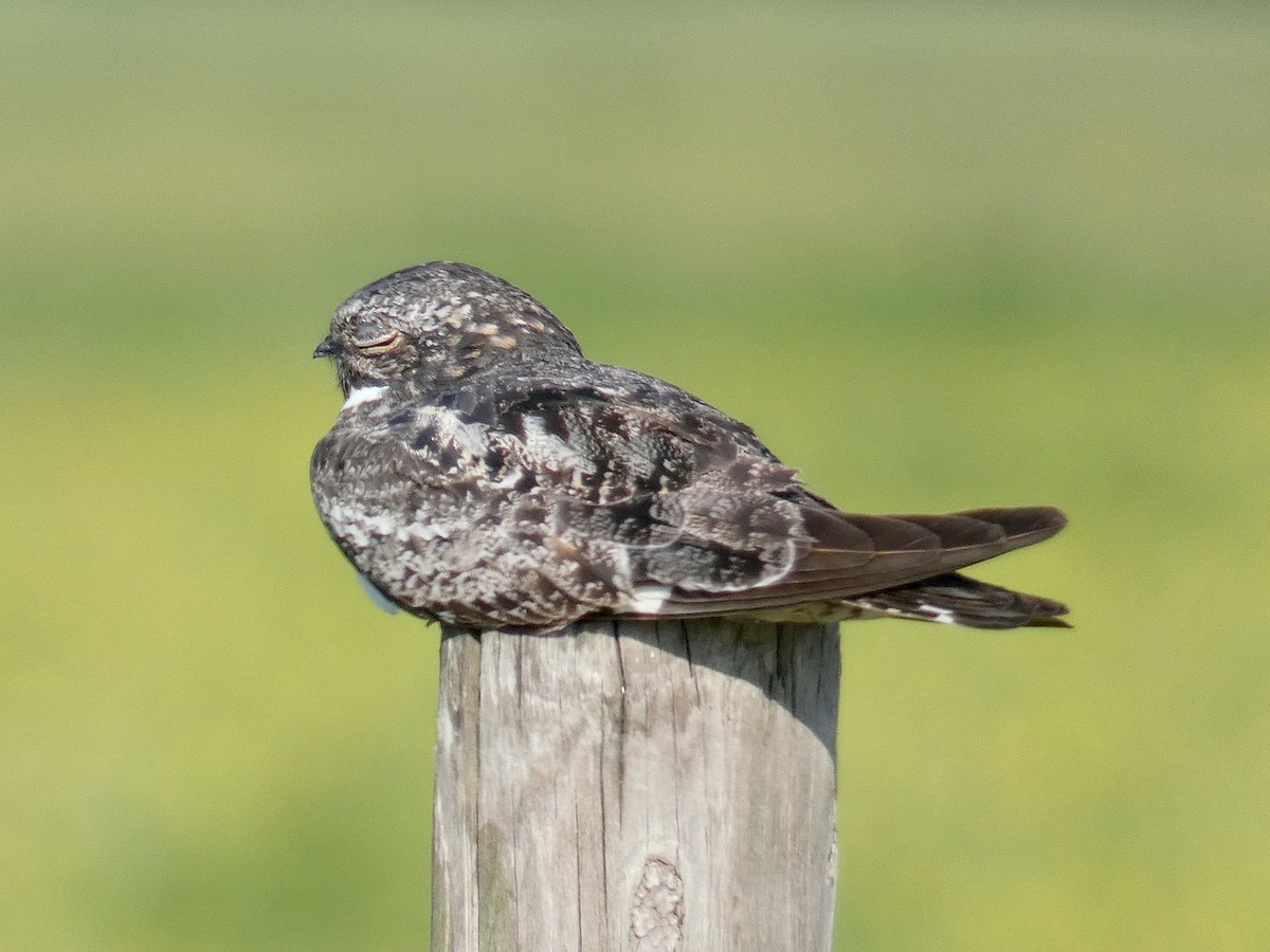 Common Nighthawk - ML256966991