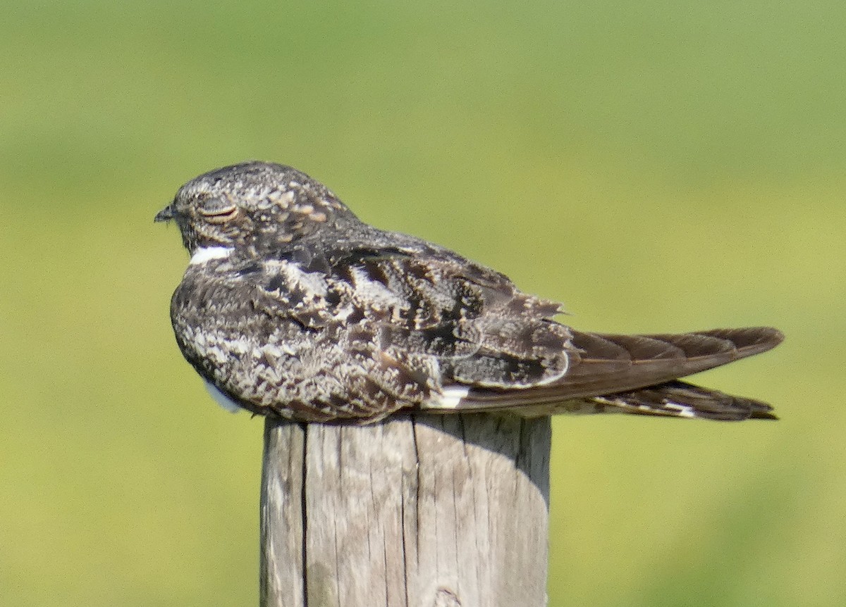 Common Nighthawk - ML256967141