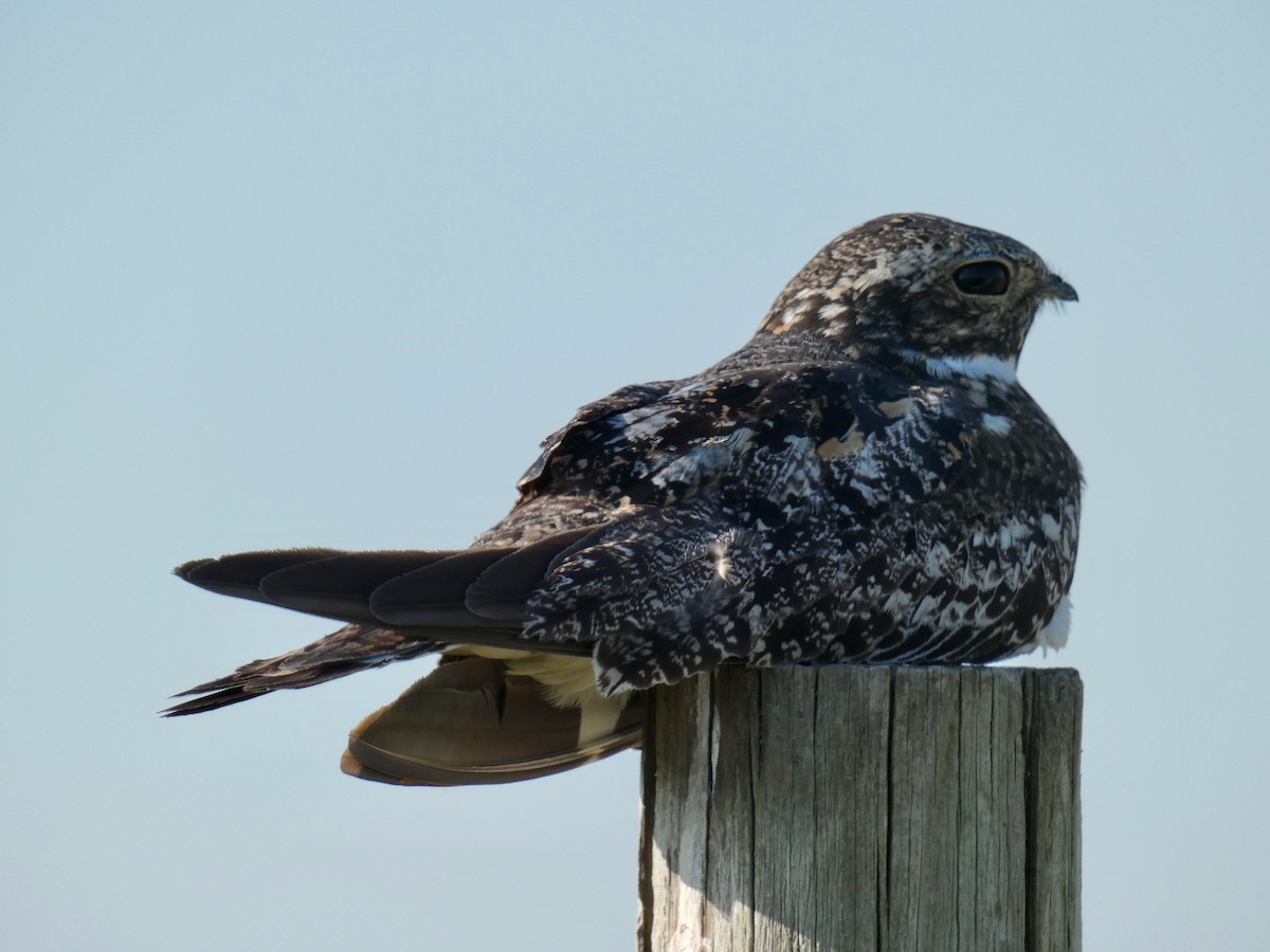 Common Nighthawk - ML256967311