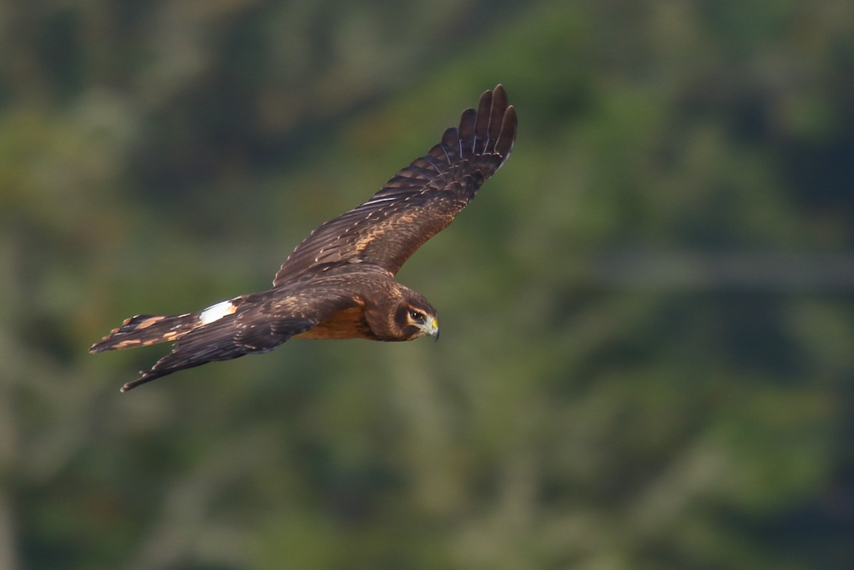 Northern Harrier - ML256968411