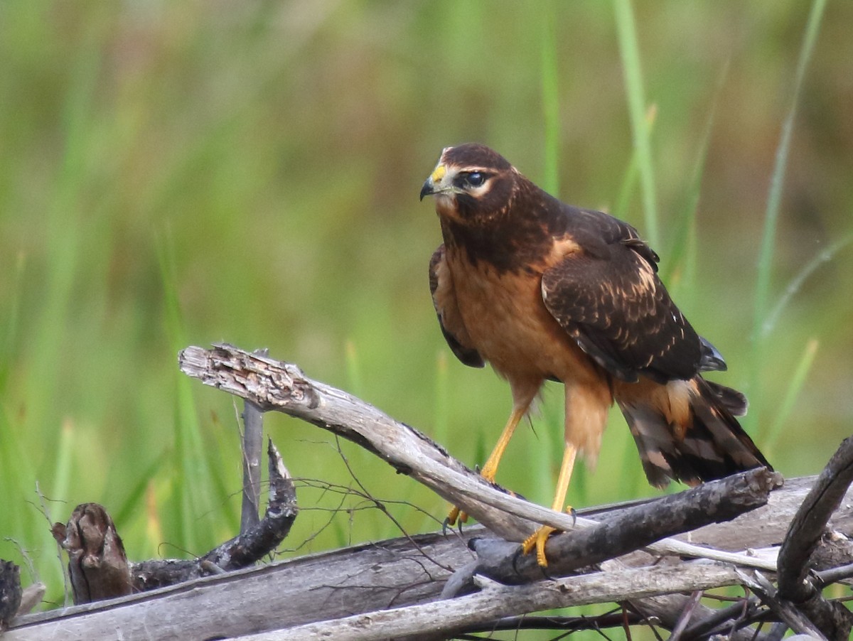 Northern Harrier - Greg Gillson