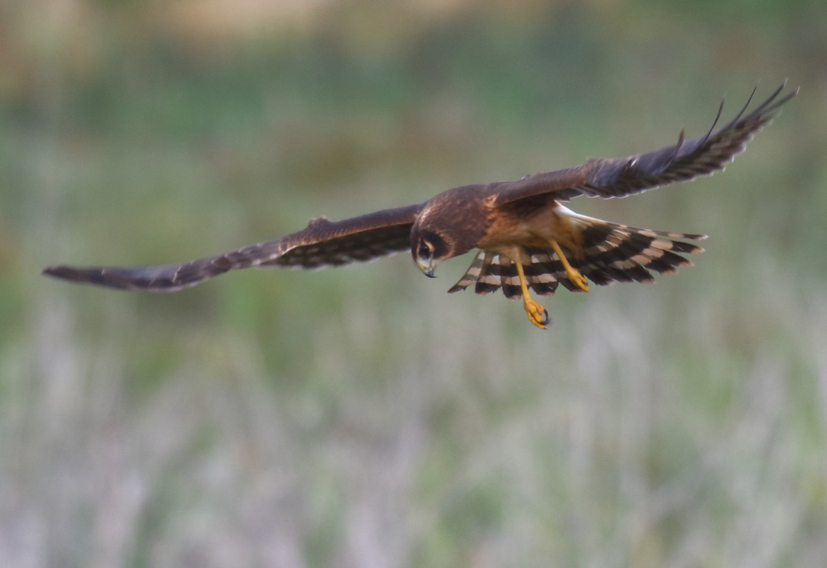 Northern Harrier - ML256968441