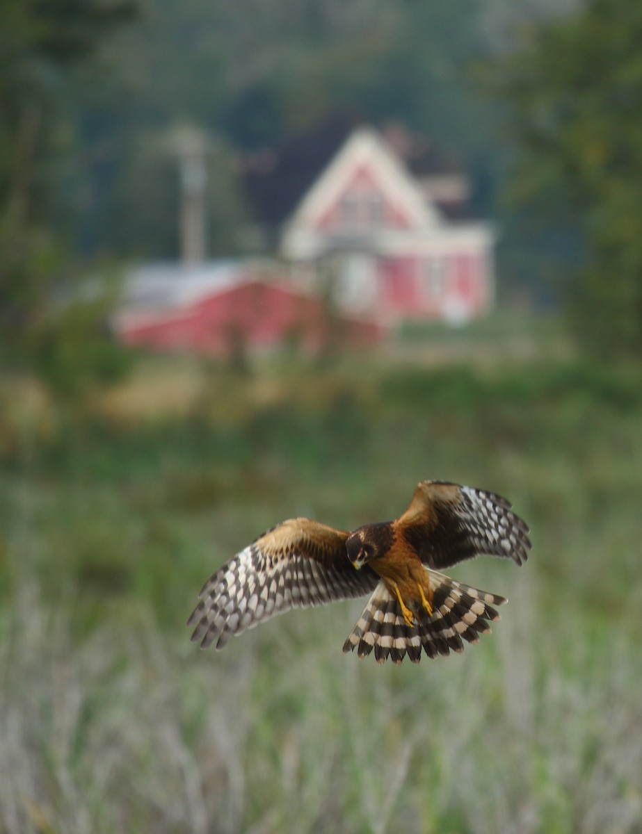 Northern Harrier - ML256968461