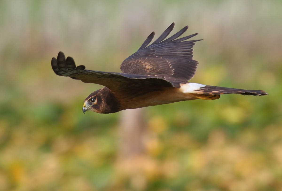 Northern Harrier - ML256968501