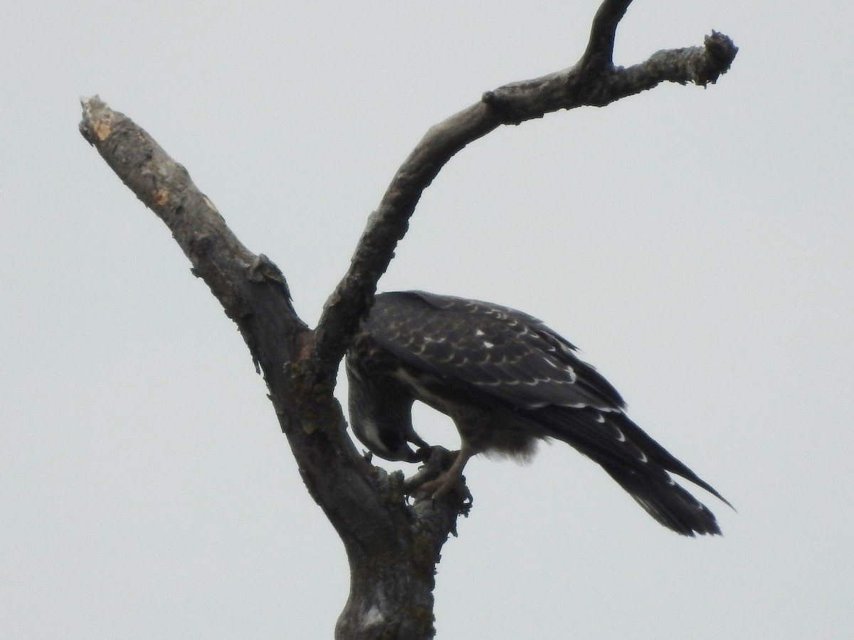 Mississippi Kite - ML256970231