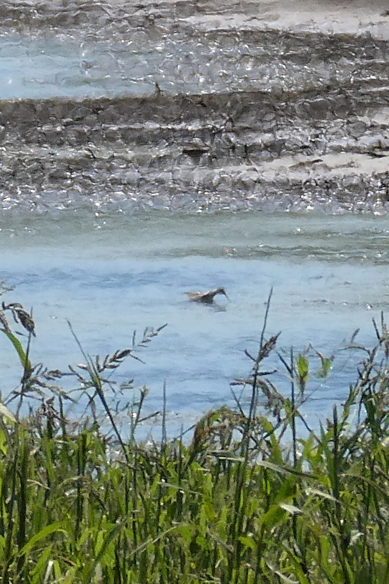 Red-necked Phalarope - ML256970611