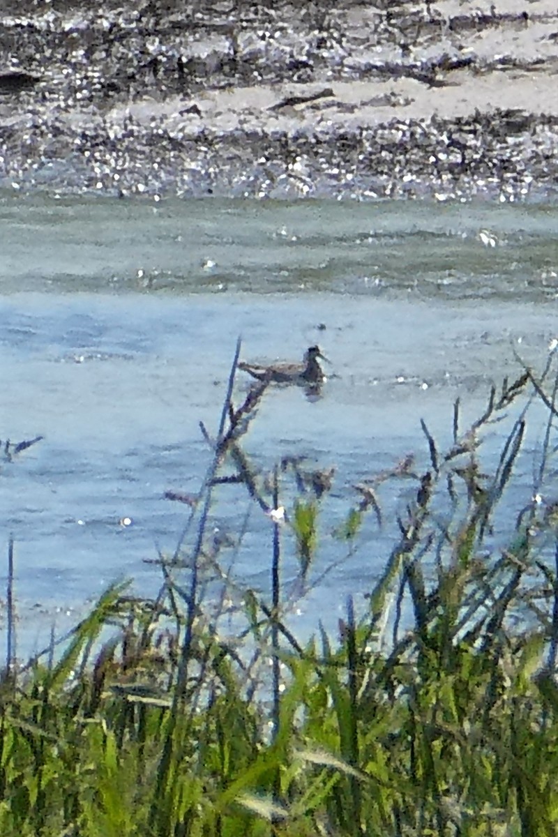 Phalarope à bec étroit - ML256970651