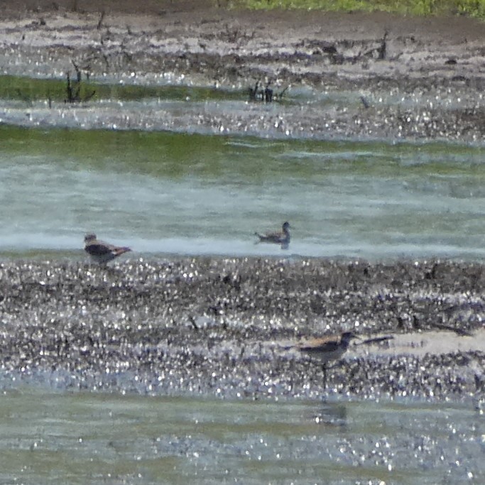 Phalarope à bec étroit - ML256970781