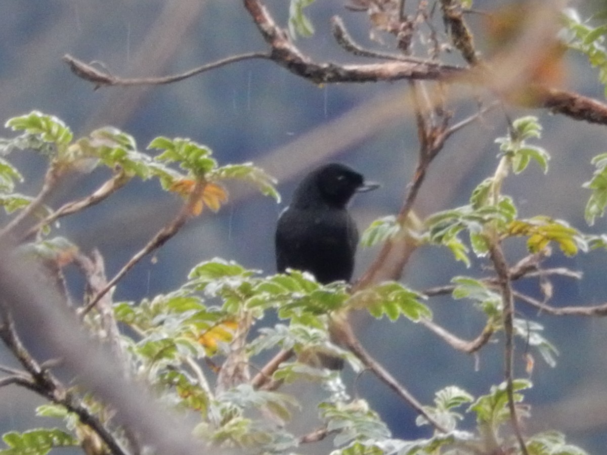 Black Flowerpiercer - ML256970811