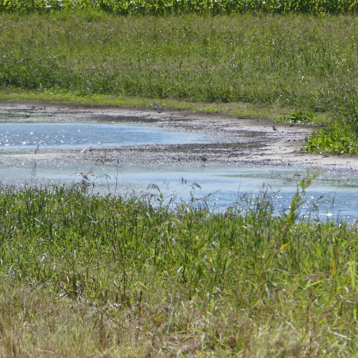 Phalarope à bec étroit - ML256971001