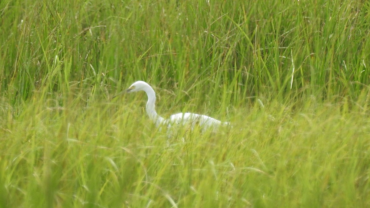 Snowy Egret - Vincent Glasser