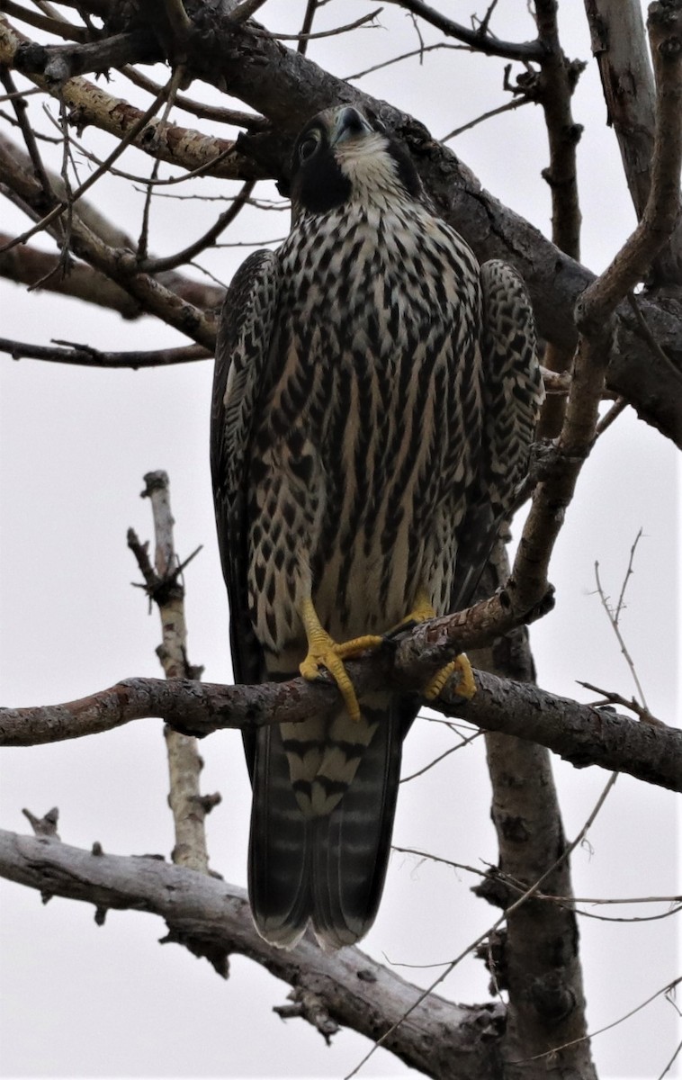 Halcón Peregrino - ML256973901