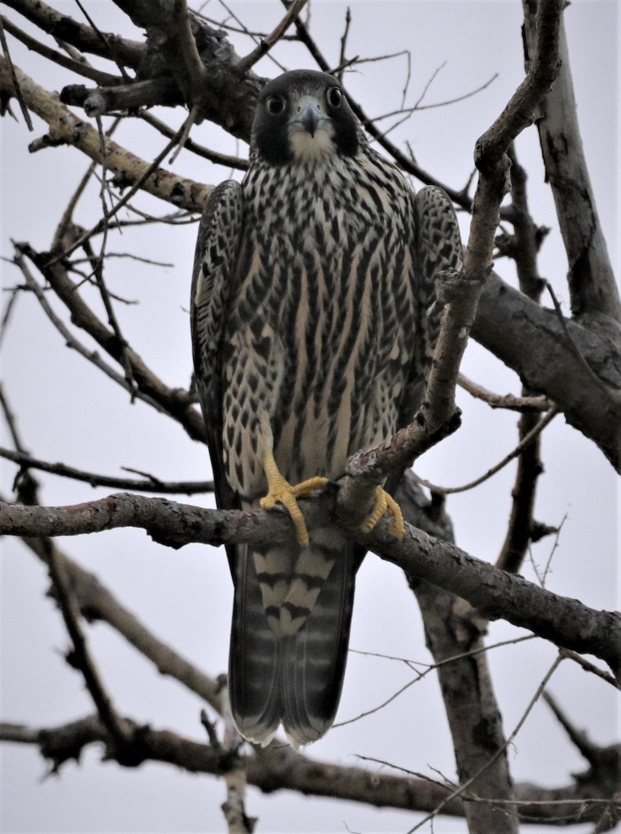 Peregrine Falcon - ML256973921