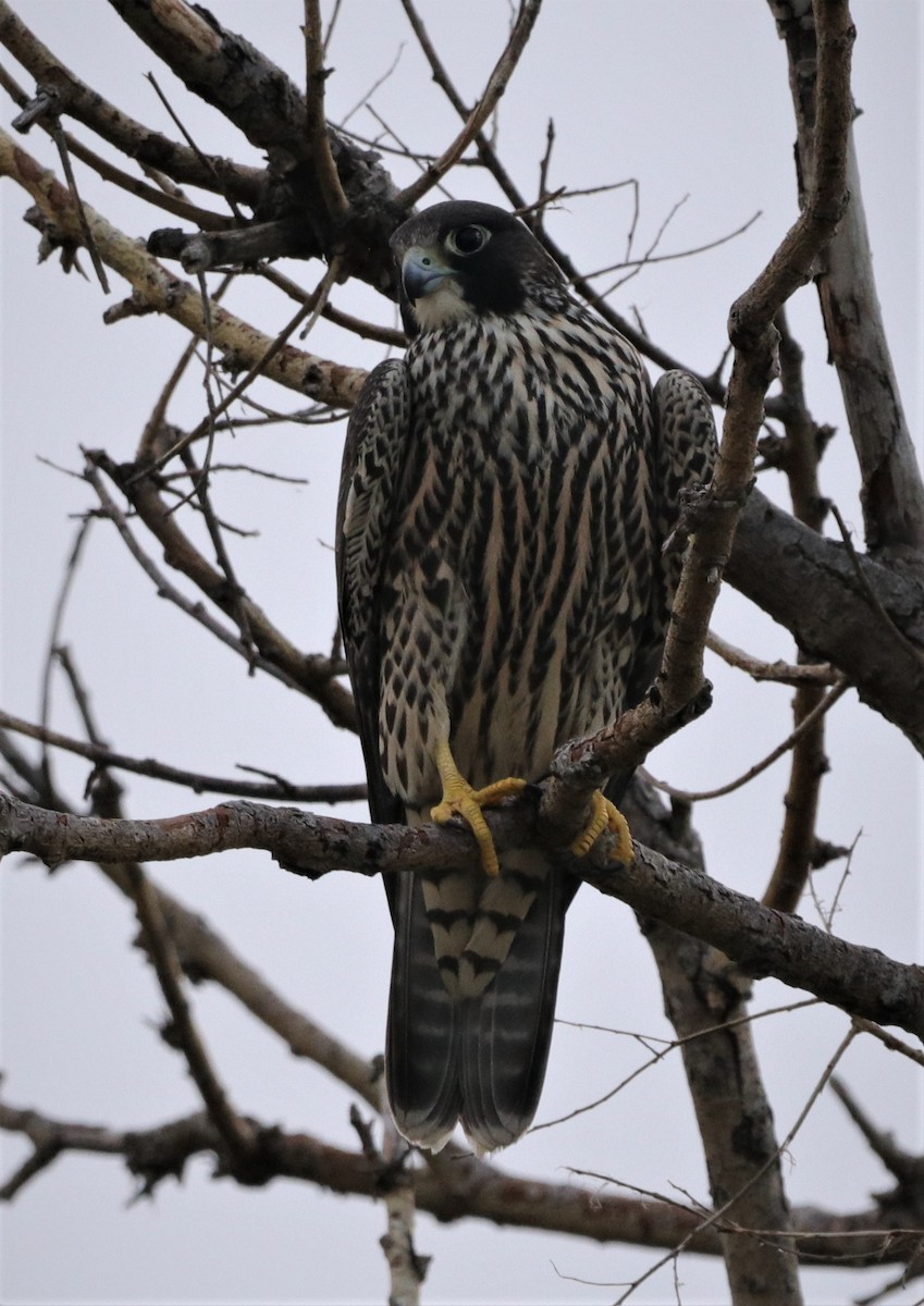 Peregrine Falcon - ML256973931