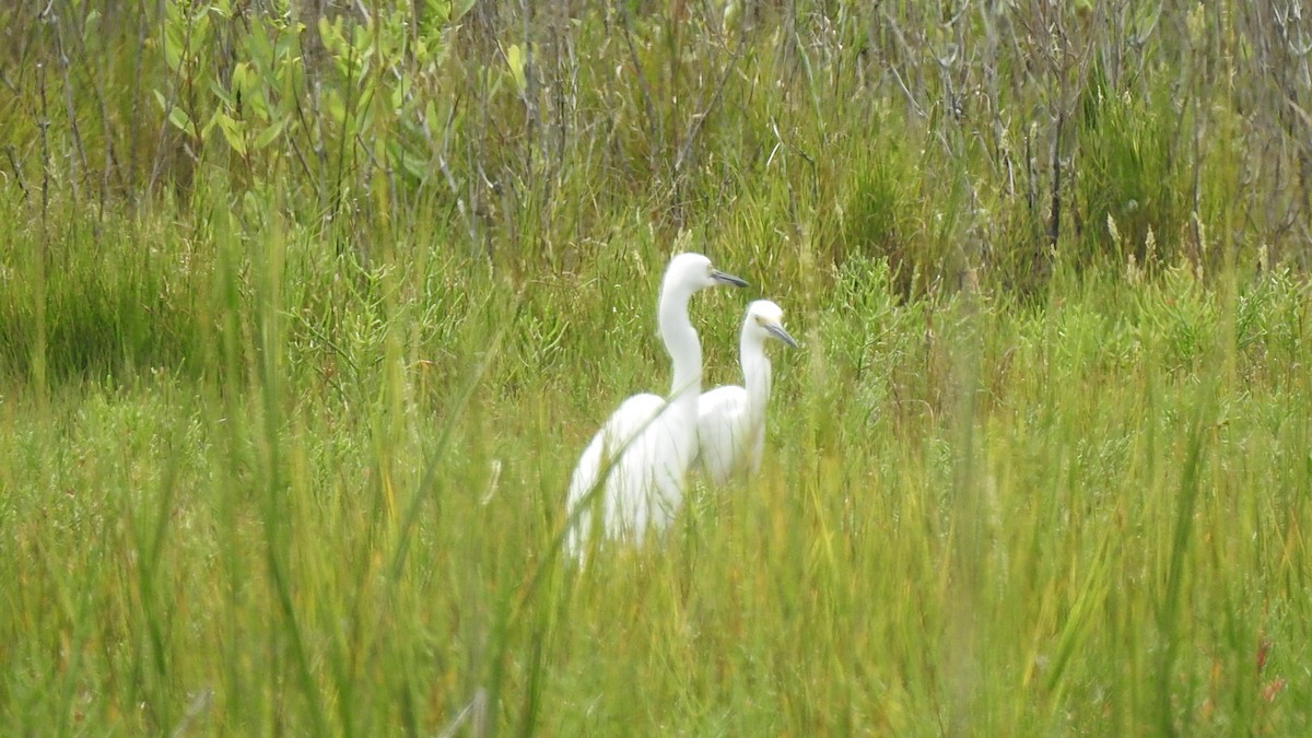 Snowy Egret - Vincent Glasser