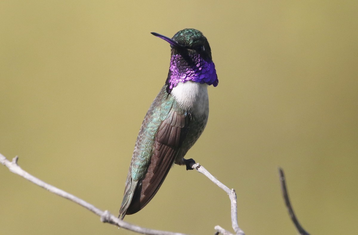 Colibrí Gorjinegro x de Costa (híbrido) - ML256974161