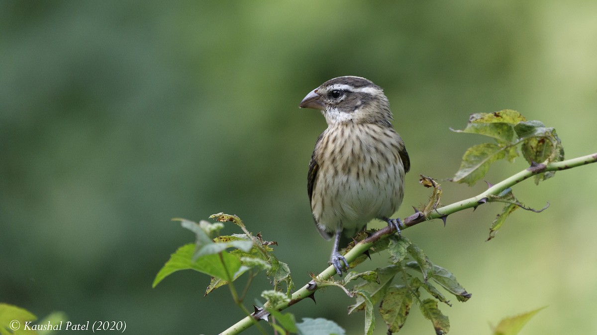 Rose-breasted Grosbeak - ML256974301