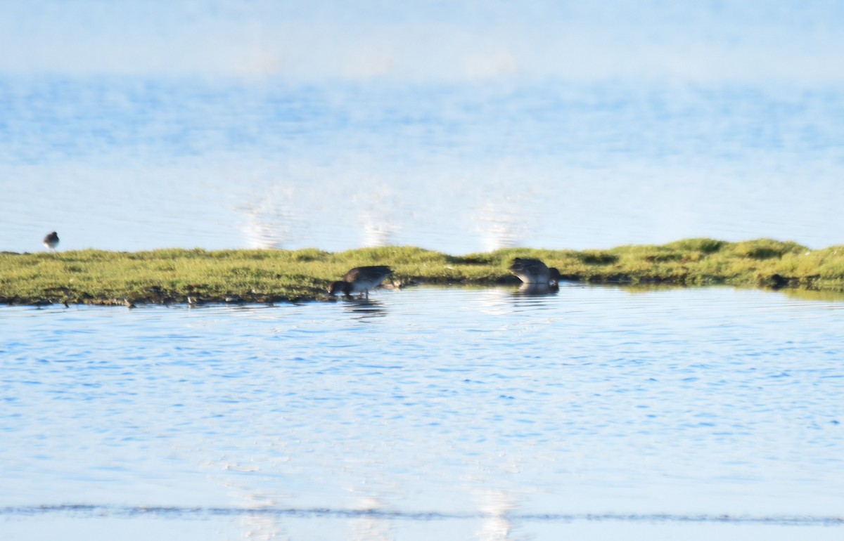 Green-winged Teal - ML256974391