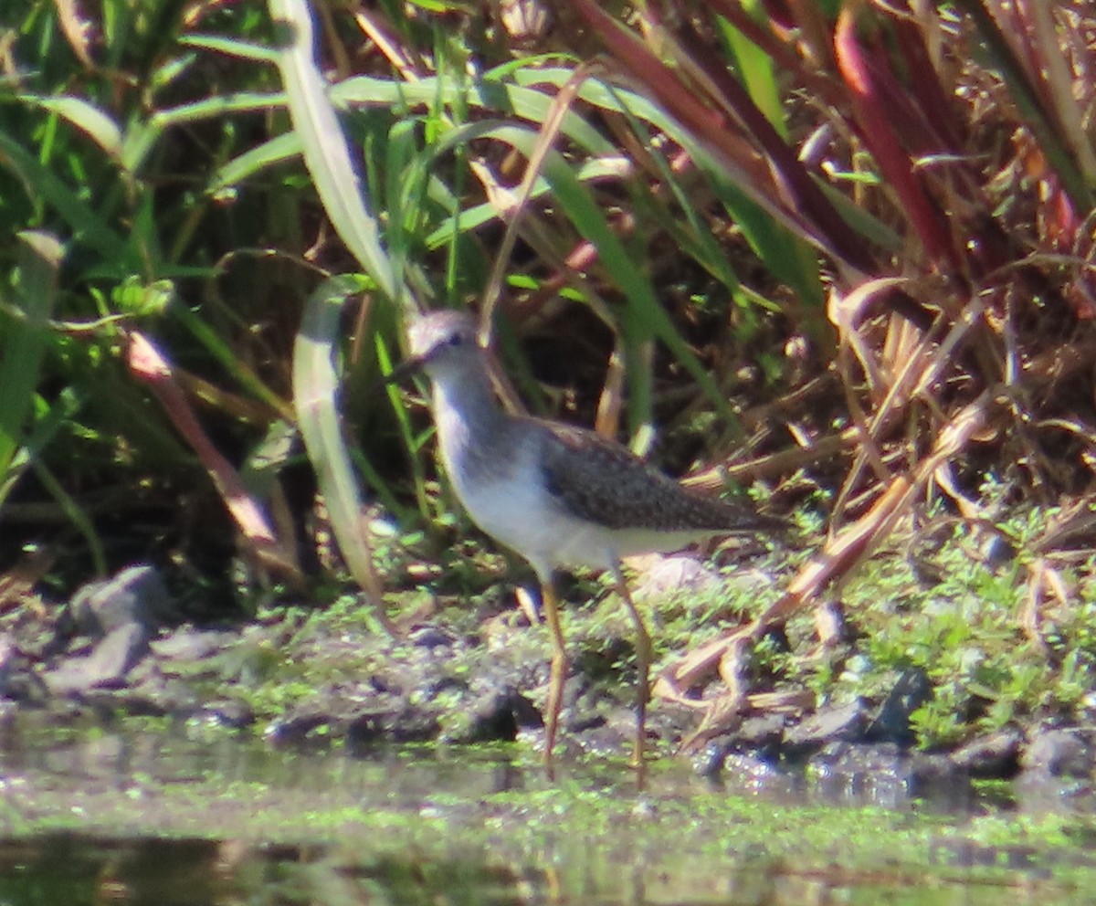 Lesser Yellowlegs - ML256974631