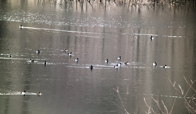 Ring-necked Duck - ML25697471